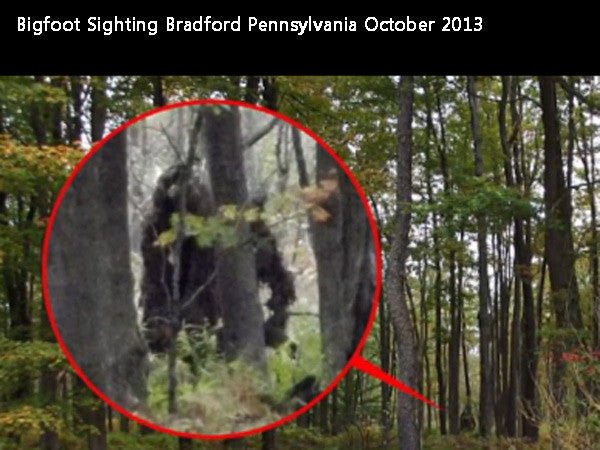 On the Hunt for Bigfoot - SSS Corp.