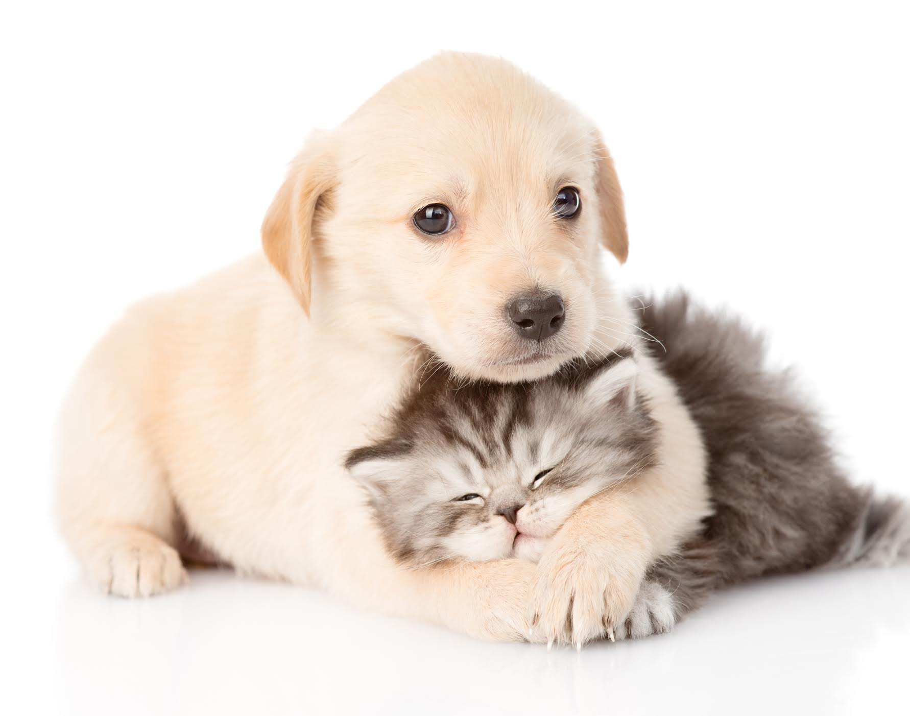 Pet Gear & Safety - SSS Corp.